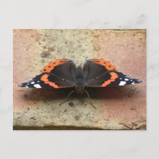 Briefkaart van Red Admiral Butterfly (Voorkant)
