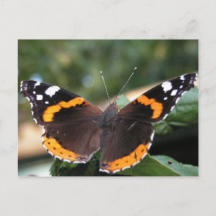 Briefkaart van Red Admiral Butterfly