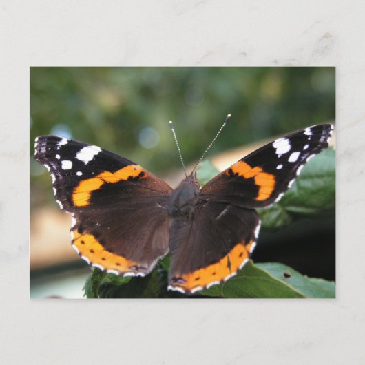 Briefkaart van Red Admiral Butterfly (Voorkant)