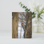Briefkaart van Red-Bellied Woodpecker (Staand voorkant)