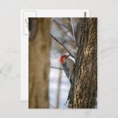 Briefkaart van Red-Bellied Woodpecker (Voorkant / Achterkant)