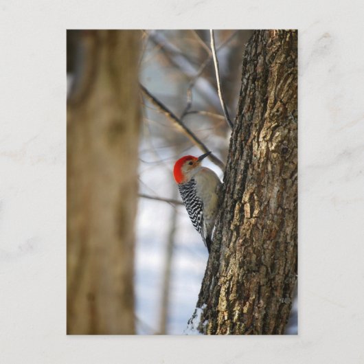 Briefkaart van Red-Bellied Woodpecker (Voorkant)