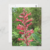 Briefkaart van Red Buckeye (Voorkant / Achterkant)