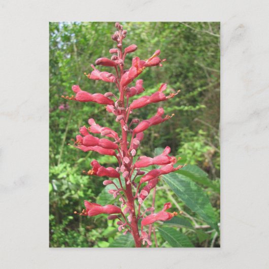 Briefkaart van Red Buckeye (Voorkant)