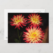 Briefkaart van Red en Yellow Dahlia (Voorkant / Achterkant)
