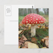 Briefkaart van Red Fly Agaric (Voorkant / Achterkant)