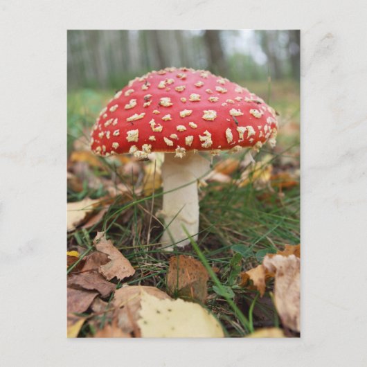 Briefkaart van Red Fly Agaric (Voorkant)