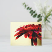 Briefkaart van Red Gerbera (Staand voorkant)