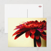 Briefkaart van Red Gerbera (Voorkant / Achterkant)