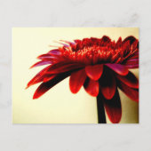 Briefkaart van Red Gerbera (Voorkant)