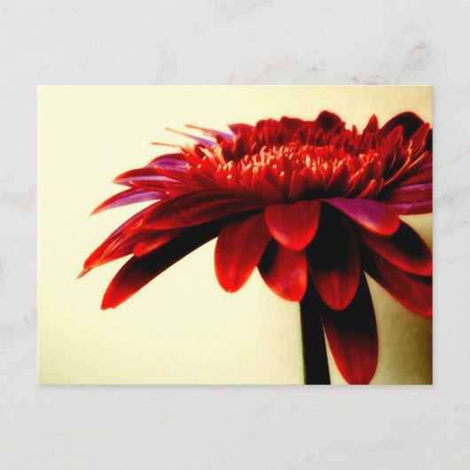 Briefkaart van Red Gerbera (Voorkant)