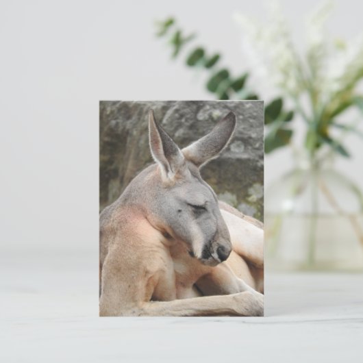 Briefkaart van Red Kangaroo (Staand voorkant)
