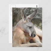 Briefkaart van Red Kangaroo (Voorkant / Achterkant)