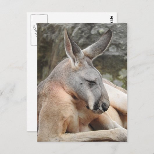Briefkaart van Red Kangaroo (Voorkant / Achterkant)