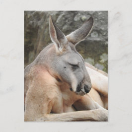 Briefkaart van Red Kangaroo
