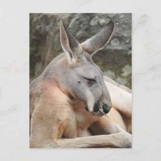 Briefkaart van Red Kangaroo (Voorkant)