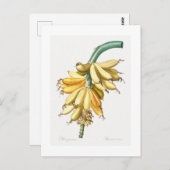 BRIEFKAART VAN REDOUTÉ BOTANICAL "BANANAS" (Voorkant / Achterkant)