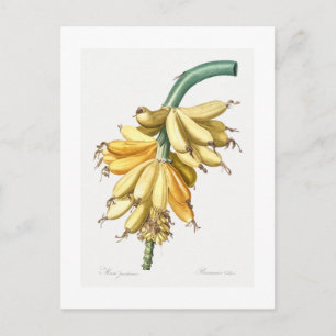 BRIEFKAART VAN REDOUTÉ BOTANICAL "BANANAS"