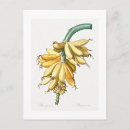 BRIEFKAART VAN REDOUTÉ BOTANICAL "BANANAS"