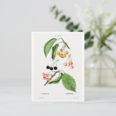 BRIEFKAART VAN REDOUTÉ BOTANICAL "CHERRIES" (Staand voorkant)