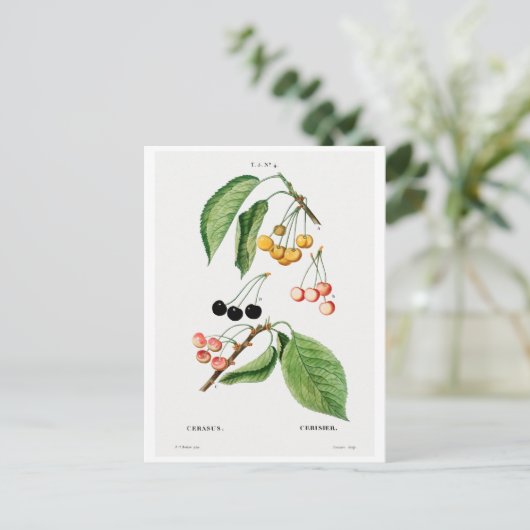 BRIEFKAART VAN REDOUTÉ BOTANICAL "CHERRIES" (Staand voorkant)