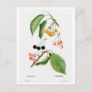 BRIEFKAART VAN REDOUTÉ BOTANICAL "CHERRIES"