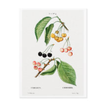 BRIEFKAART VAN REDOUTÉ BOTANICAL "CHERRIES"