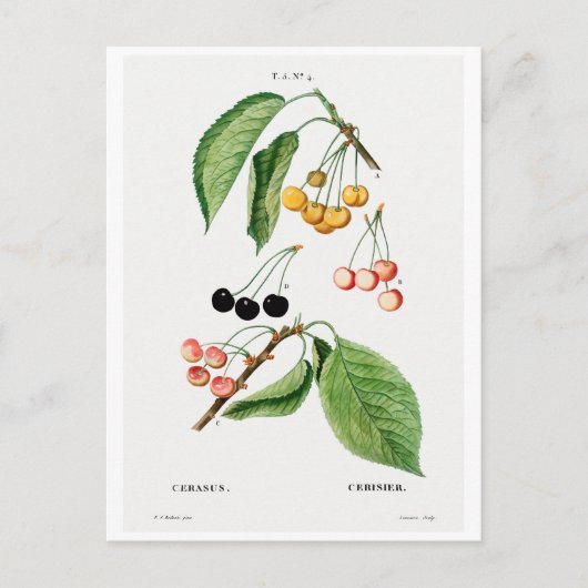 BRIEFKAART VAN REDOUTÉ BOTANICAL "CHERRIES" (Voorkant)