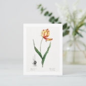 BRIEFKAART VAN REDOUTÉ BOTANICAL "DIDIER'S TULIP" (Staand voorkant)