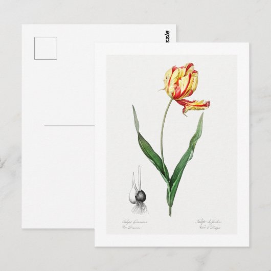 BRIEFKAART VAN REDOUTÉ BOTANICAL "DIDIER'S TULIP" (Voorkant / Achterkant)