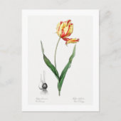 BRIEFKAART VAN REDOUTÉ BOTANICAL "DIDIER'S TULIP" (Voorkant)
