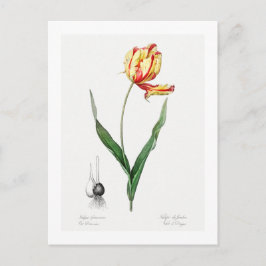 BRIEFKAART VAN REDOUTÉ BOTANICAL "DIDIER'S TULIP"
