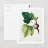 BRIEFKAART VAN REDOUTÉ BOTANICAL "FIGS" (Voorkant / Achterkant)