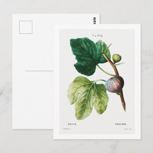BRIEFKAART VAN REDOUTÉ BOTANICAL "FIGS" (Voorkant / Achterkant)
