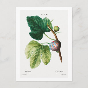 BRIEFKAART VAN REDOUTÉ BOTANICAL "FIGS"