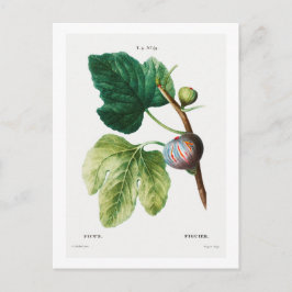 BRIEFKAART VAN REDOUTÉ BOTANICAL "FIGS"