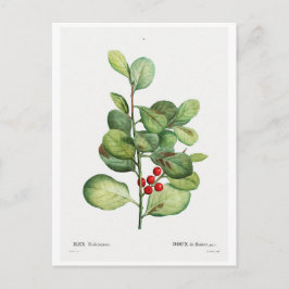 BRIEFKAART VAN REDOUTÉ BOTANICAL "ILEX MEDERIENSIS