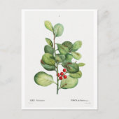 BRIEFKAART VAN REDOUTÉ BOTANICAL "ILEX MEDERIENSIS (Voorkant)