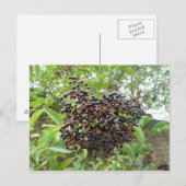 Briefkaart van rijpende vlierbessen (Voorkant / Achterkant)