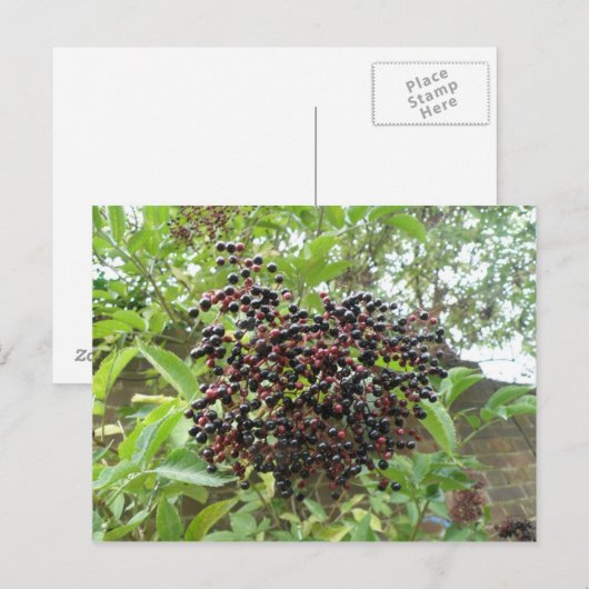 Briefkaart van rijpende vlierbessen (Voorkant / Achterkant)