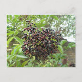 Briefkaart van rijpende vlierbessen (Voorkant)