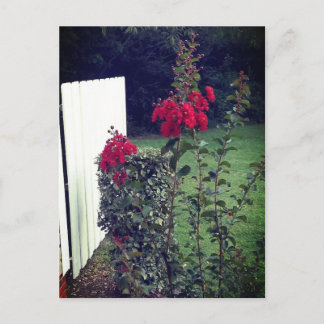 Briefkaart van rode bloemen