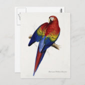 Briefkaart van rode en gele gieren (Voorkant / Achterkant)