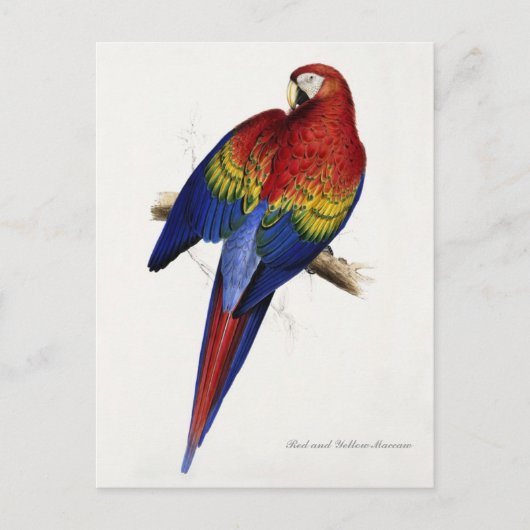 Briefkaart van rode en gele gieren (Voorkant)