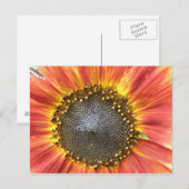 Briefkaart van rode en gele zonnebloemen (Voorkant / Achterkant)