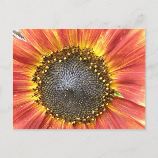 Briefkaart van rode en gele zonnebloemen (Voorkant)