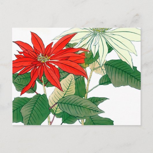 Briefkaart van rode en witte Poinsettia (Voorkant)