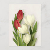 Briefkaart van rode en witte tulpen (Voorkant)
