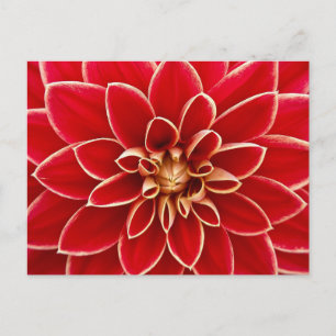 Briefkaart van rode Floral