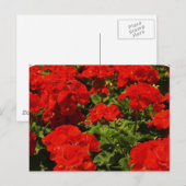 Briefkaart van Rode Geraniums (Voorkant / Achterkant)